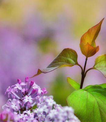 紫色丁香花的花语与美丽传说（探寻丁香花语的深意与文化内涵）