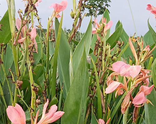 花叶美人蕉——水中的美丽（探究花叶美人蕉的生长环境）