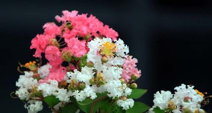 紫薇花花语——爱情的承诺（用紫薇花的花语诉说永恒的爱情）