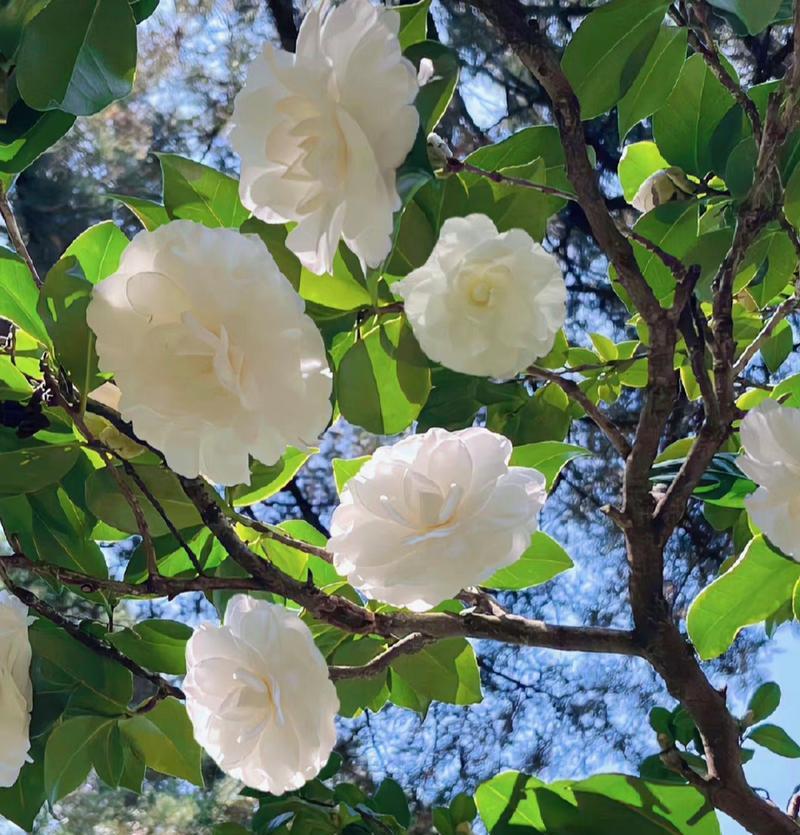 探寻白山茶的花语之美（传递自然之恩）