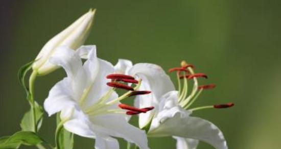 百合花的花语与意义（解读百合花的象征与寓意）