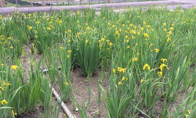 黄菖蒲室内种植指南（打造室内绿意）