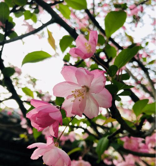 垂丝海棠的花语（垂丝海棠花语的意义和象征）