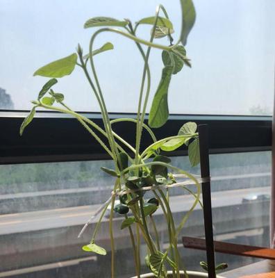 黄豆的种植方法（土壤）