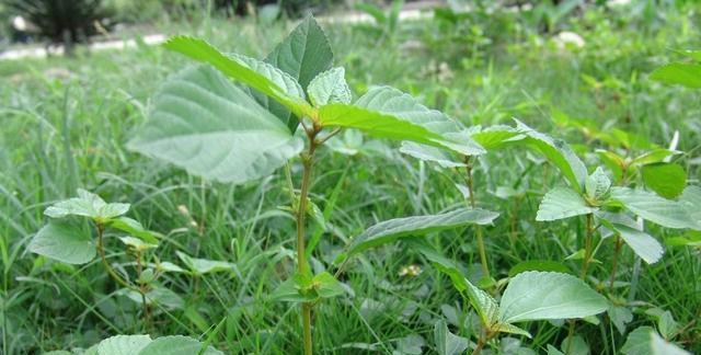 黄豆是单子叶植物的真相（探究黄豆的生物学性质）