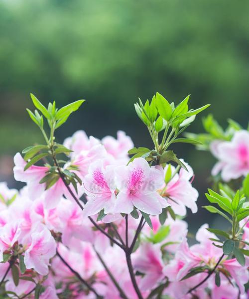 杜鹃花的特点与象征意义（唯美绽放的杜鹃花——追寻自由与爱的向往）