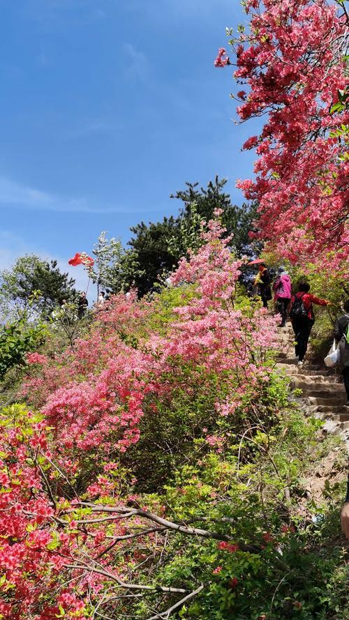 杜鹃花（以杜鹃花为象征的含义及文化内涵）