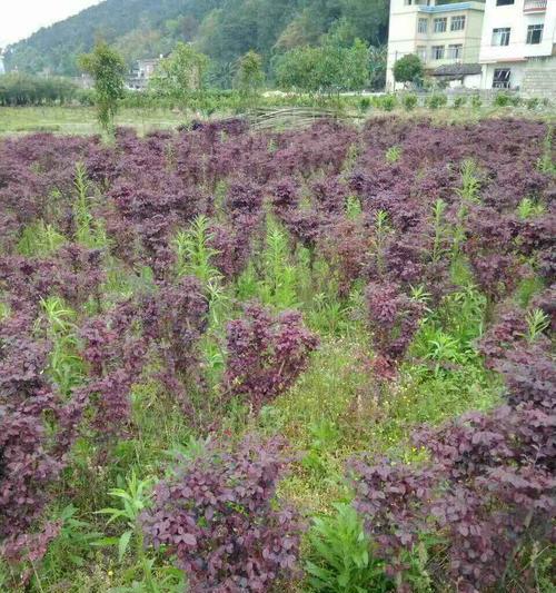 分枝点高度是什么意思（探索植物生长中的关键性指标）