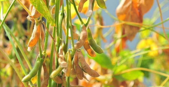 黄豆种植指南（从选种到收获）