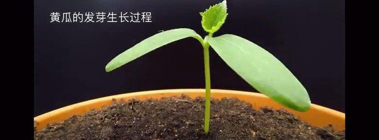 黄瓜的成熟时间（从开花到收获的全过程）