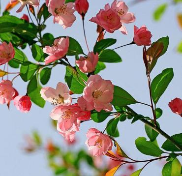 海棠花语（探寻海棠花背后的深意）