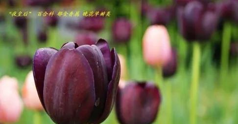 黑色郁金香的花语——深情厚意的暗示（以黑色郁金香为主题的花语与意义解析）