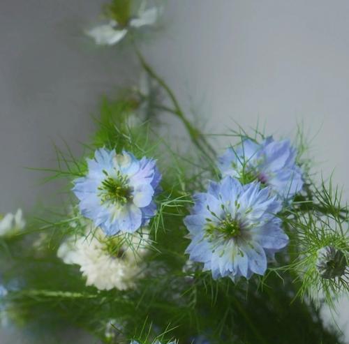 黑种草花语的深意（解密黑种草花语）