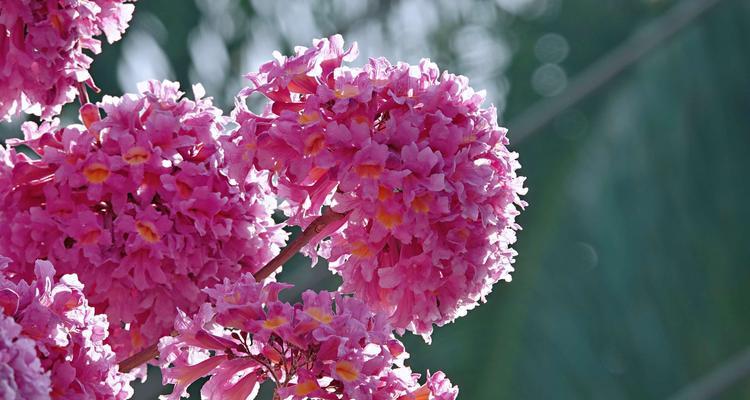 红花风铃木的花语——激情与热爱（红花风铃木花语的意义及象征性探究）