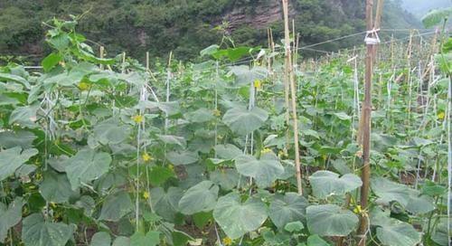 种植黄瓜的最佳月份（如何选择种植黄瓜的最佳时间）