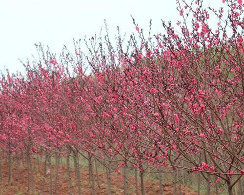 红叶碧桃的花语——爱与希望（春风吹拂下）