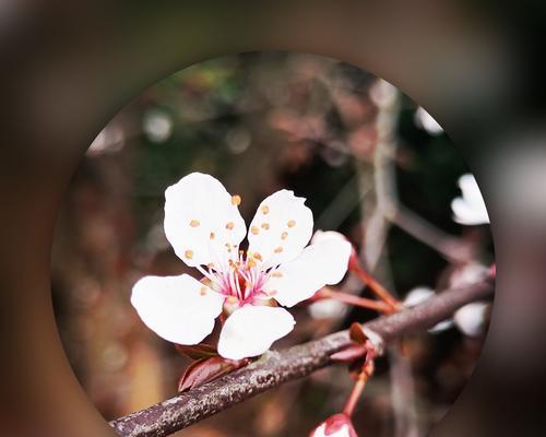 红叶李的花语探秘（红叶李的花语及其象征意义）