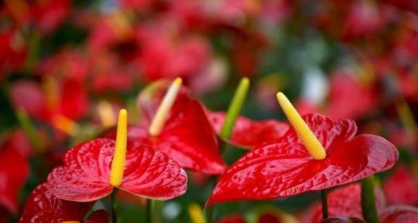 火鹤花的花语与美丽祝福（祝福与希望绽放的火鹤花——了解火鹤花的花语）