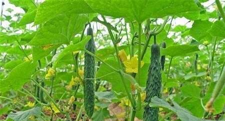 黄瓜的最佳食用季节（探究黄瓜最美味的时令）