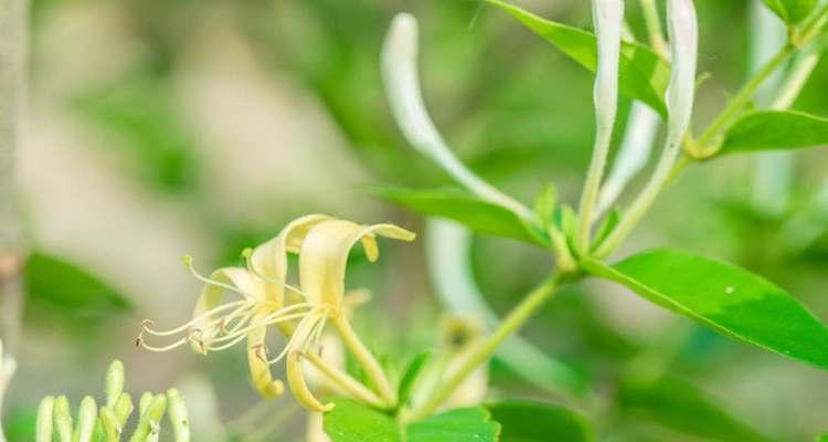 金银花的花语解读（金银花——花海中的瑰宝）