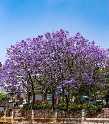 蓝楹花的花语及其寓意（探寻蓝楹花的美丽与神秘）