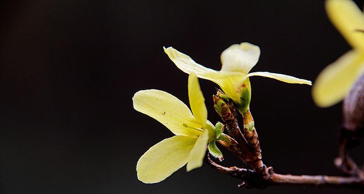 以连翘的花语及其象征意义（以连翘的花语传递的情感和祝福）