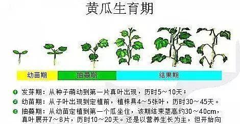 黄瓜种子催芽方法探秘