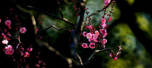 梅花花语的魅力（传递坚韧与希望的梅花花语）