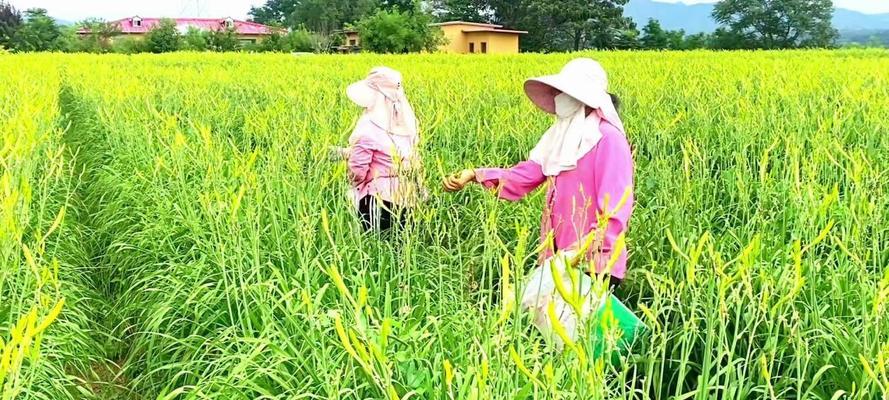 黄花菜收获时间及栽培方法（一年四季黄花菜不缺席）