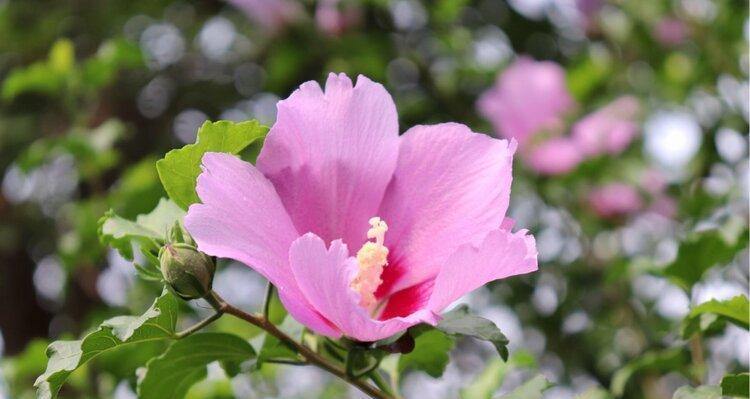 木槿花语与其美丽含义（木槿花的神秘花语揭秘）