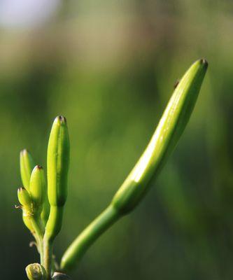 了解黄花菜，探秘中国传统美食（从历史传承到现代研究）