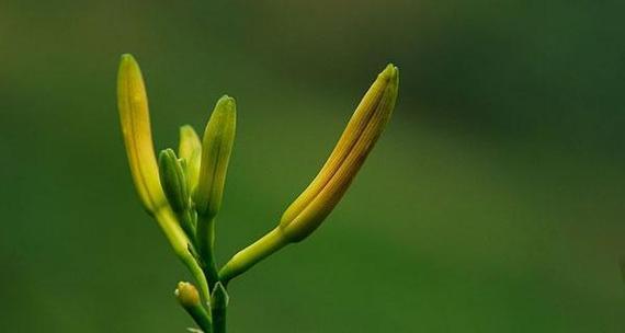 黄花菜的开花原因探究（为什么黄花菜很难开花）