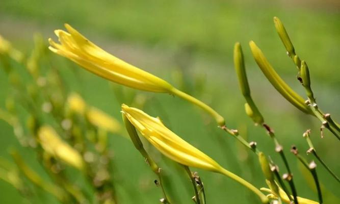 黄花菜开花频次（一年几次）