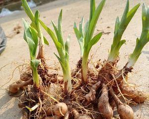 黄花菜有种子吗（探究黄花菜的种子情况）