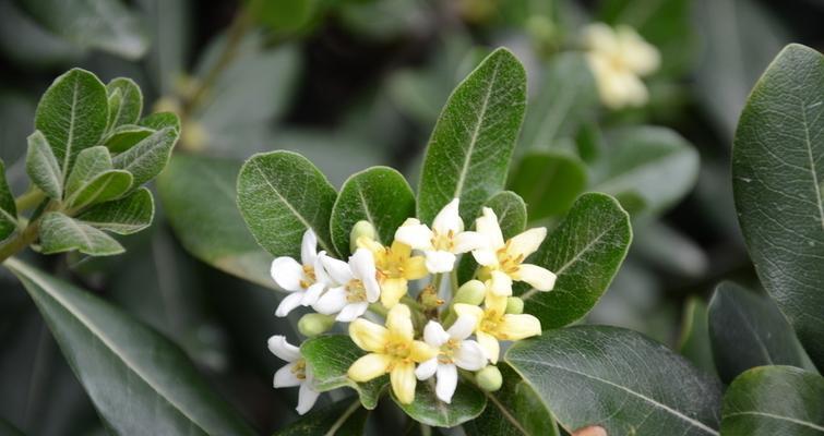 七里香的花语与意义（探索七里香花朵背后的寓意与情感）