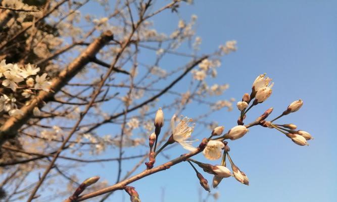 日本早樱的花语和寓意（探究日本早樱花的深层内涵）