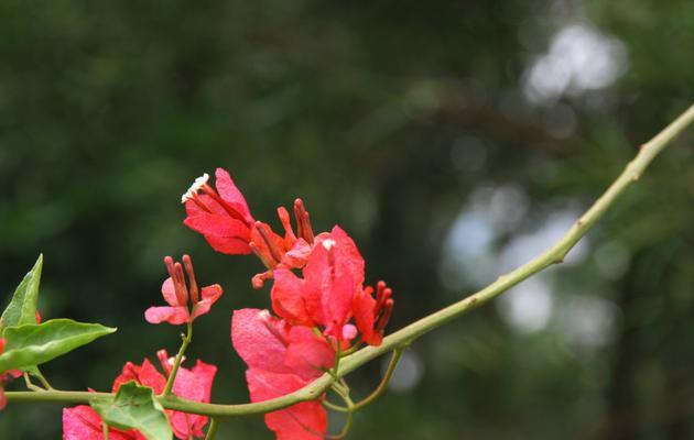 三角梅的花语与传说（探寻三角梅的意义与神奇之处）