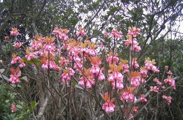 《深山含笑的花语与传说》（春风拂面）