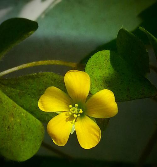 黄花酢浆草——一种独特的草本植物（探索黄花酢浆草的分类）