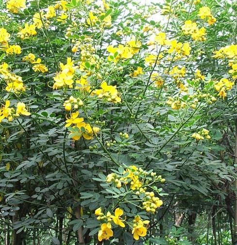 黄槐——一种落叶植物（落叶植物的特点与黄槐的生长习性）