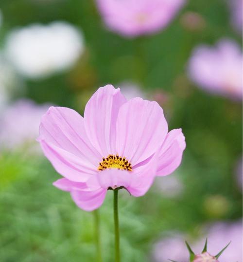 花开花落，花语浓情（探寻百花的花语）