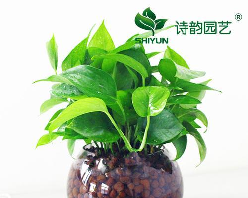 黄金草的水培种植方法与技巧（轻松掌握水培黄金草的养殖技巧）