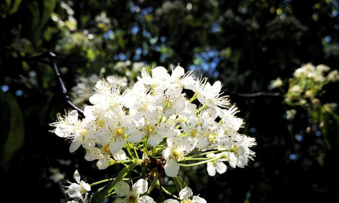 线叶绣线菊花语之美（探寻线叶绣线菊花语的深层含义）