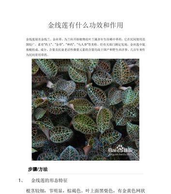 黄金菊的功效与作用（探秘黄金菊）