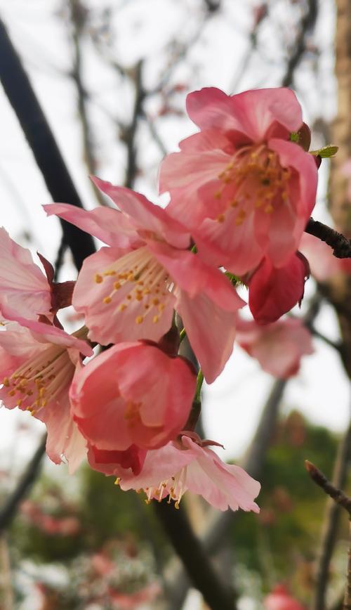 樱花诗的花语（探寻樱花诗的花语与含义）