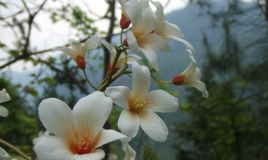 油桐花的花语与意义（探秘油桐花的花语）