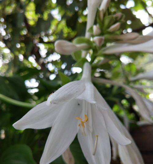 以玉簪花的花语与传说（一枝傲立的花朵）