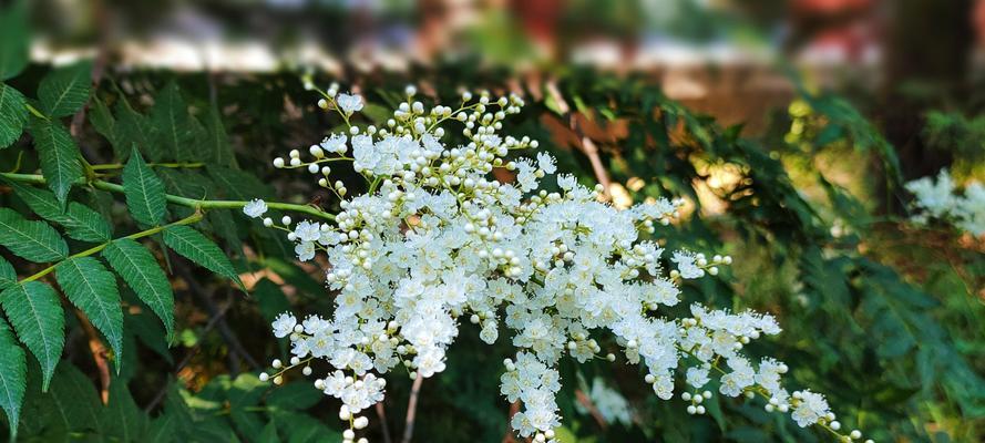 珍珠梅花的花语与寓意（解读珍珠梅花的深刻象征）