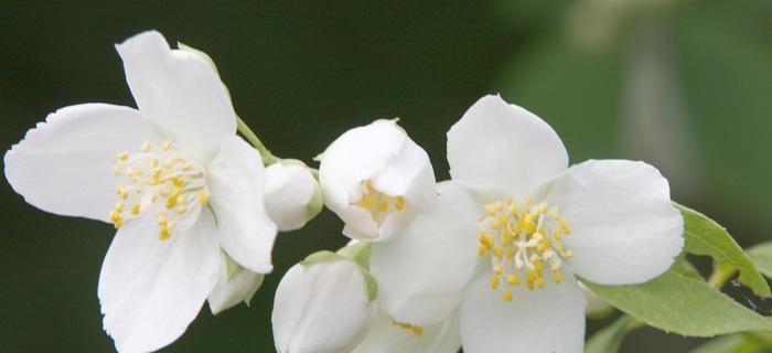 茉莉花的花语与意义（解读茉莉花所传达的情感和象征）