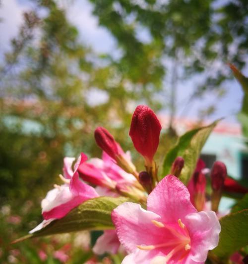 天女花传说与花语（探寻天女花的神秘力量）